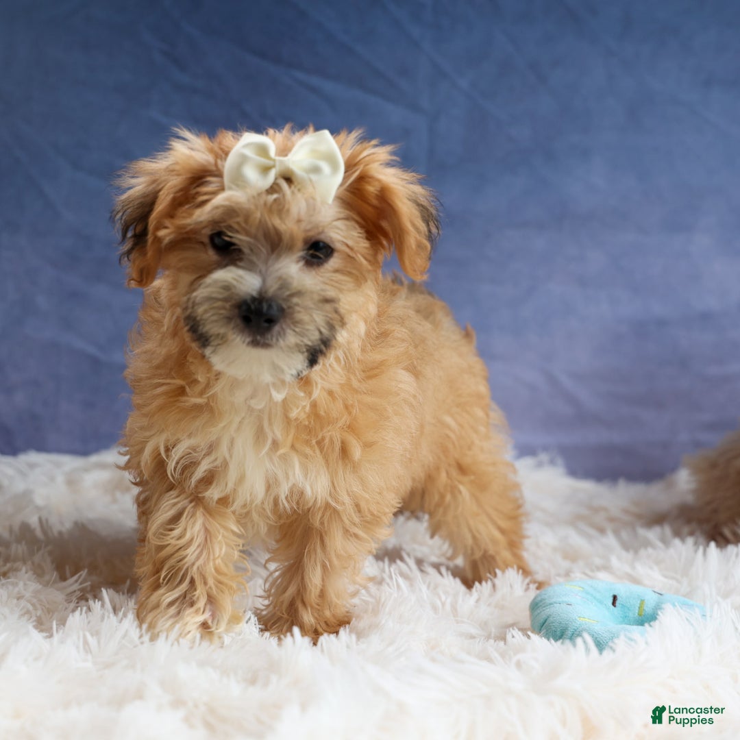 Yochon dogs for sale: Torin - Image 9
