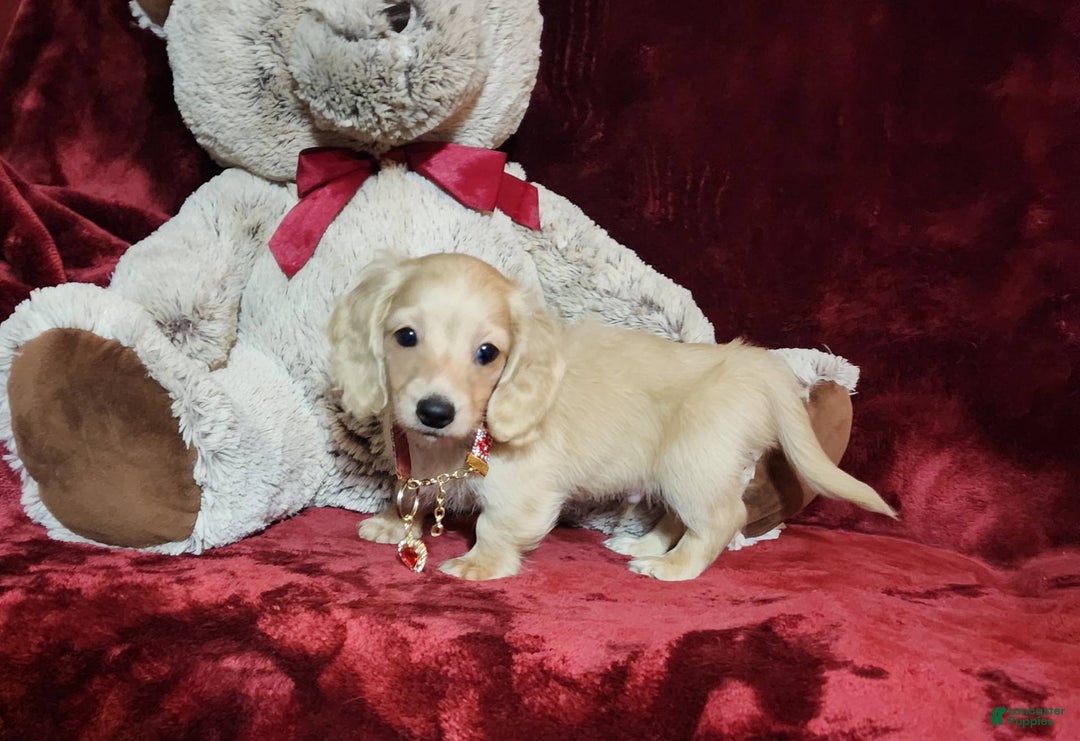 Miniature Dachshund dogs for sale: Nugget - Image 23