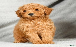 Miniature Poodle dogs for sale: Drew - Image 7