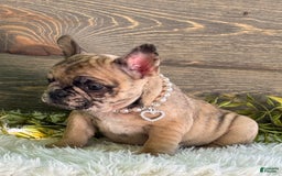 Frenchton dogs for sale: Princess - Image 4