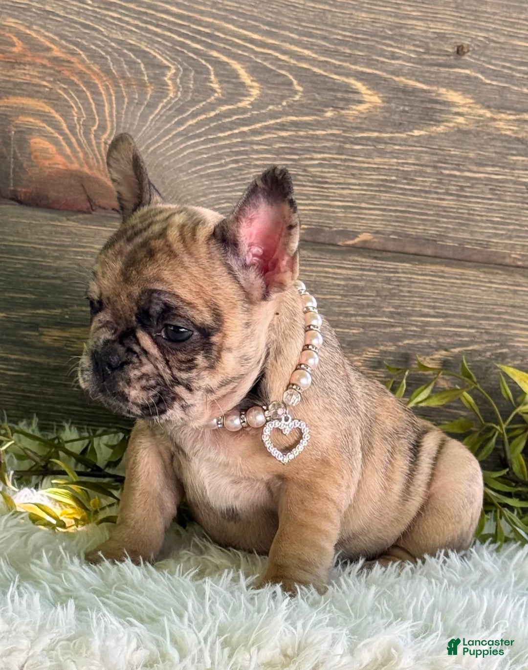 Frenchton dogs for sale: Princess - Image 4