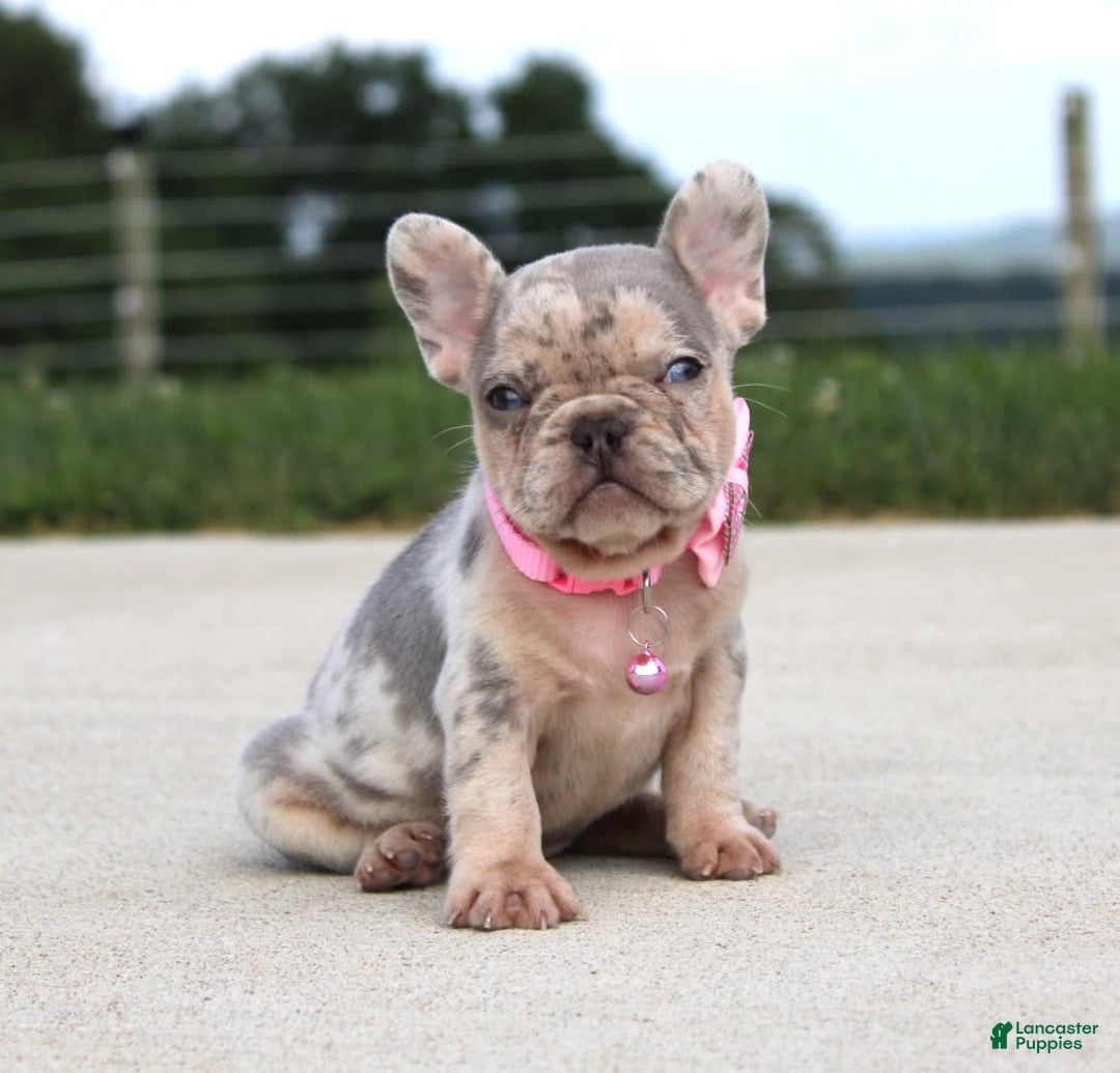 French Bulldog dogs for sale: Anya - Image 2