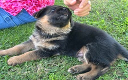 German Shepherd dogs for sale: 2nd Boy - Image 4