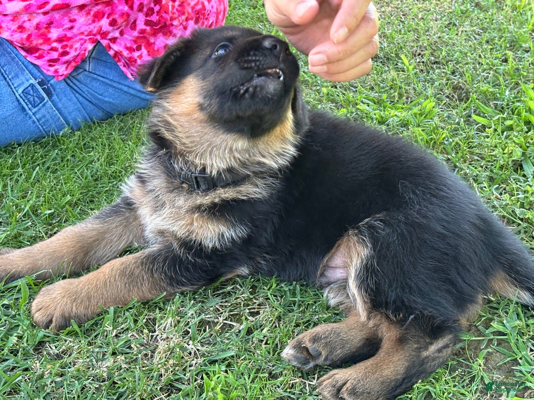 German Shepherd dogs for sale: 2nd Boy - Image 4