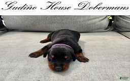 Doberman Pinscher dogs for sale: Purple Collar Female - Image 6