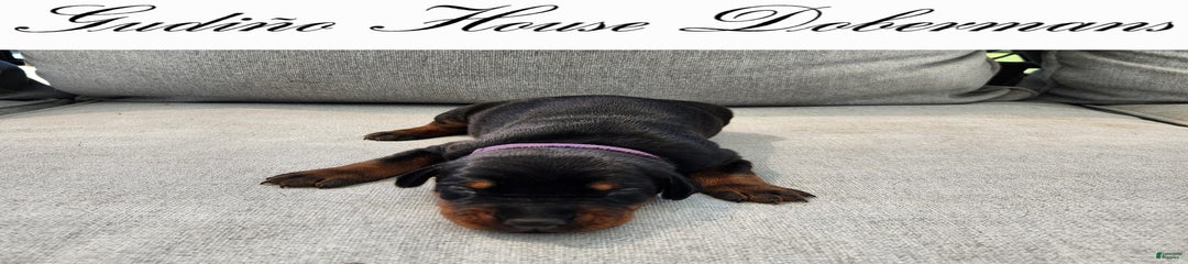 Purple Collar Female