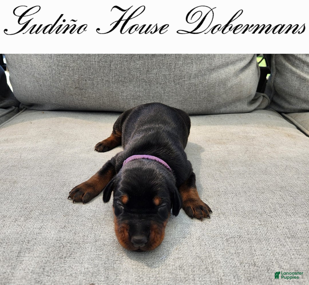Doberman Pinscher dogs for sale: Purple Collar Female - Image 6