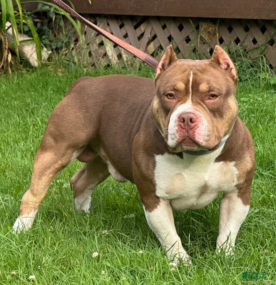 American Bully dogs for sale: louie - Image 4