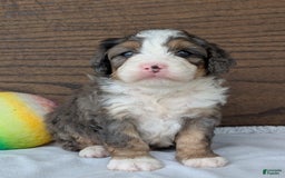 Mini Bernedoodle dogs for sale: Bluey - Image 2