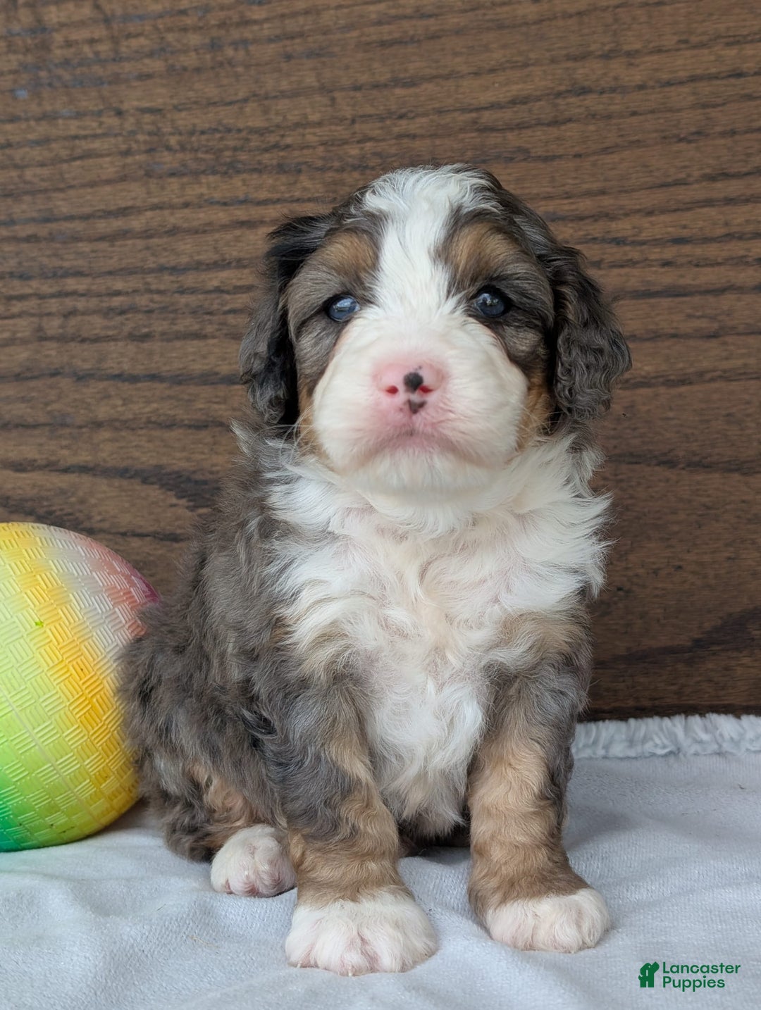Mini Bernedoodle dogs for sale: Bluey - Image 2
