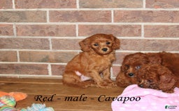 Cavapoo dogs for sale: Red - Image 1