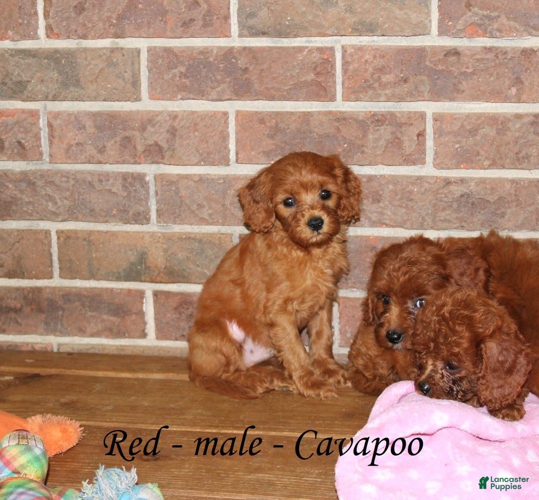 Cavapoo dogs for sale: Red - Image 1