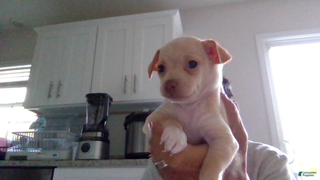 Chihuahua dogs for sale: Rambo - Image 5