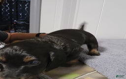 Miniature Dachshund dogs for sale: Gunner - Image 3