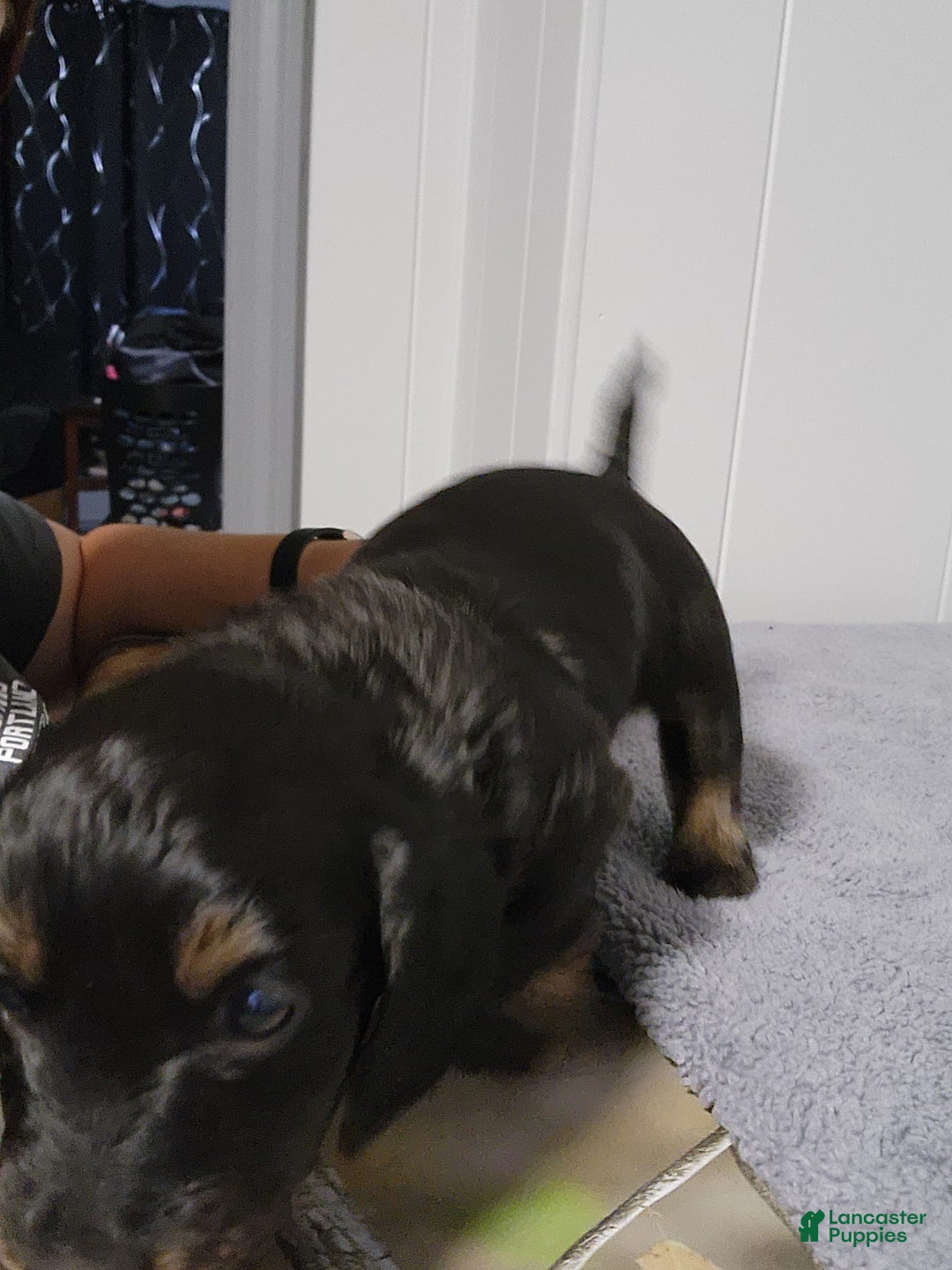 Miniature Dachshund dogs for sale: Gunner - Image 3