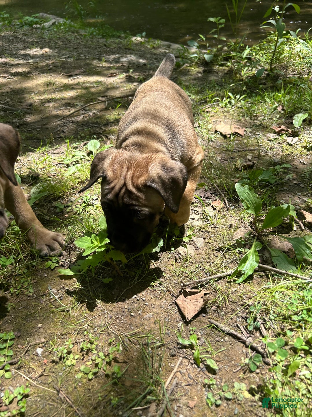 Cane Corso dogs for sale: Mandisa - Image 14