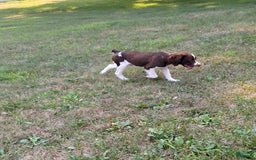 English Springer Spaniel dogs for sale: Scampy - Image 4