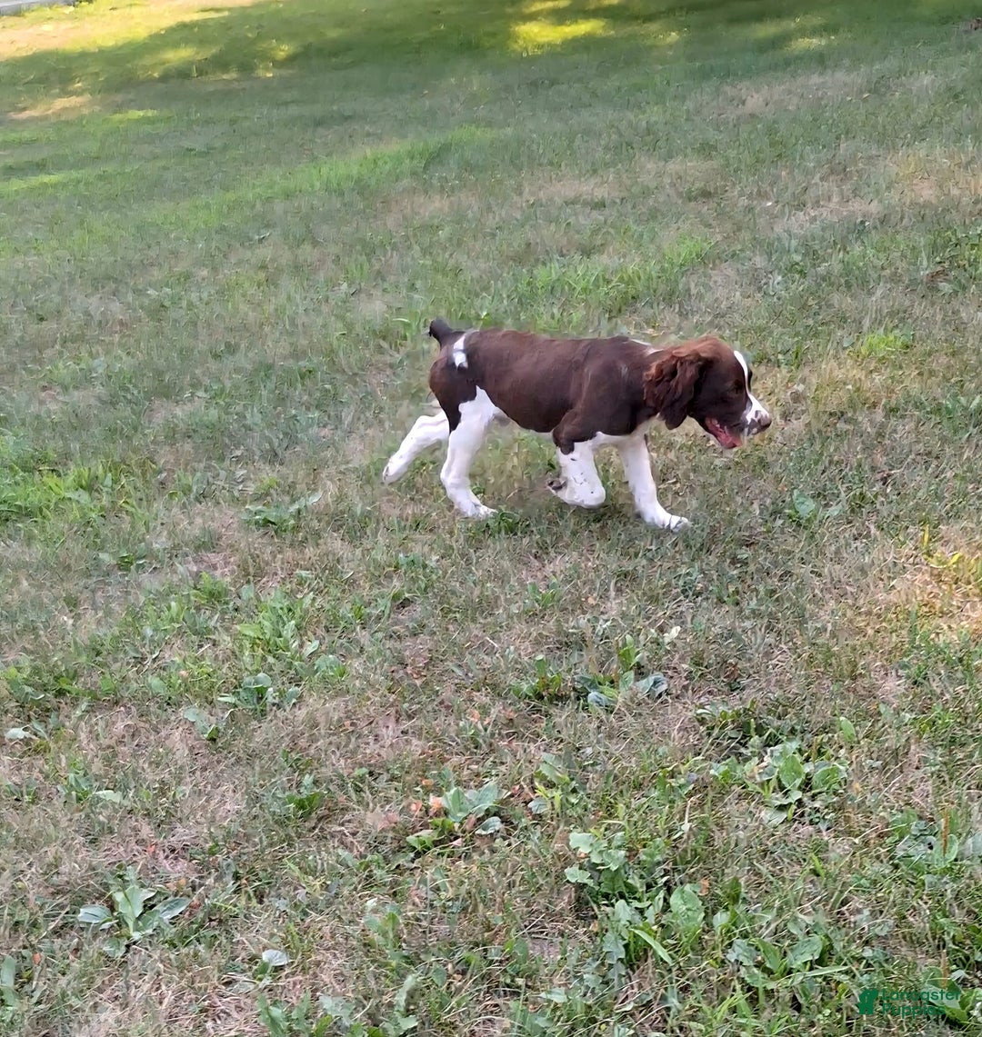 English Springer Spaniel dogs for sale: Scampy - Image 4