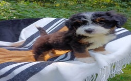 Mini Bernedoodle dogs for sale: Donut - Image 5