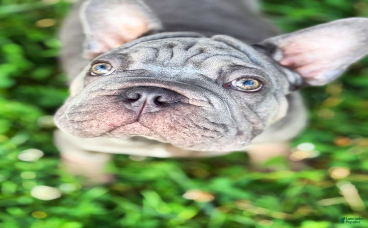 French Bulldog dogs for sale - Ad 1