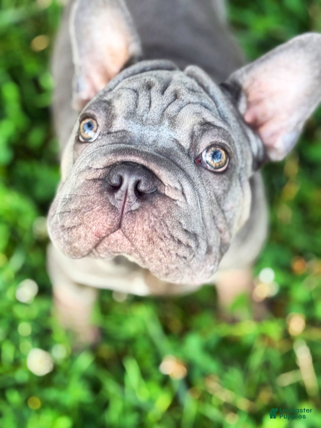 French Bulldog dogs for sale: Marcus - Image 1