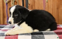 Border Collie dogs for sale: Leo - Image 1