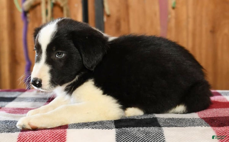 Border Collie dogs for sale - Ad 2