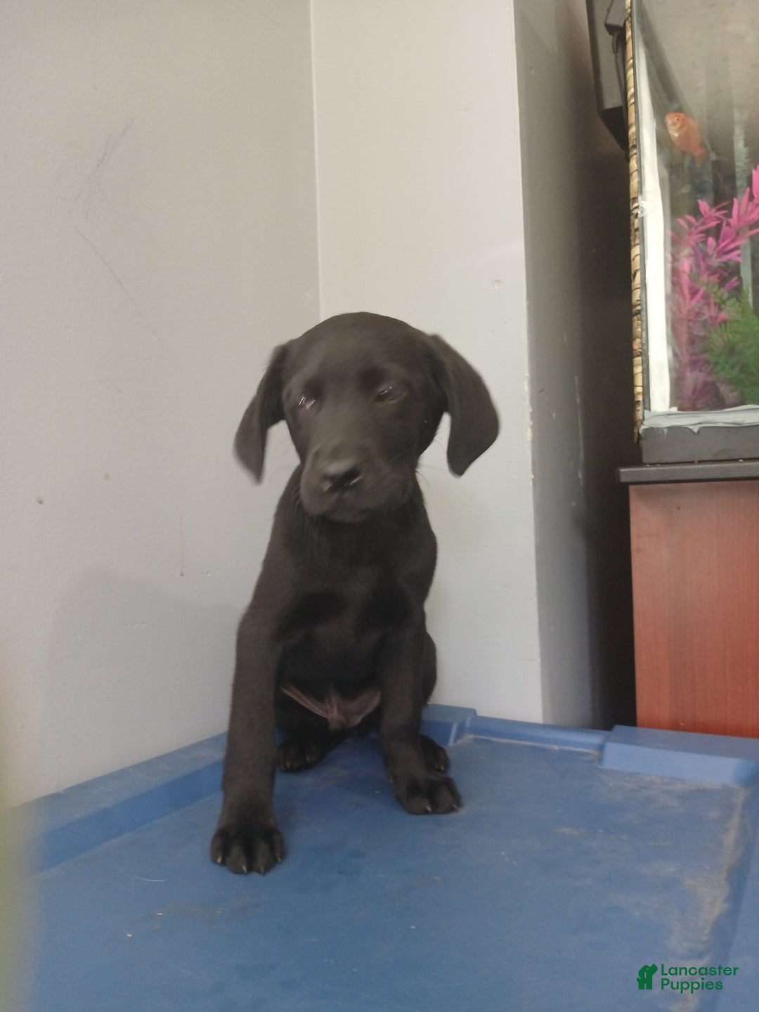 Labrador Retriever dogs for sale: Labrador Retriever 3 puppies - Image 1