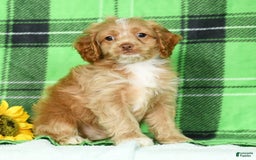 Cockapoo dogs for sale: Vince - Image 4