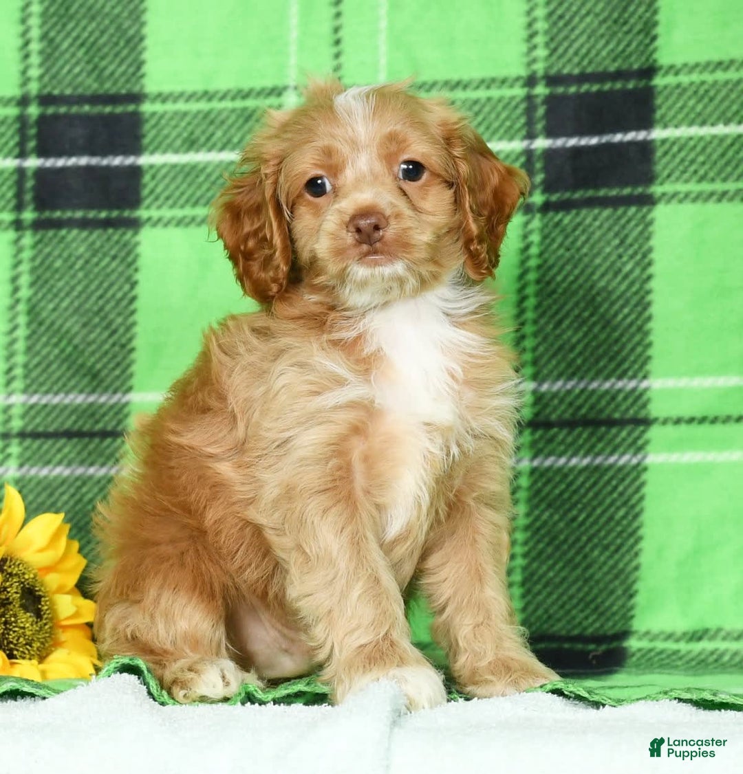 Cockapoo dogs for sale: Vince - Image 4