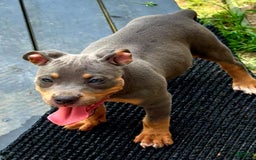 American Bully dogs for sale: "   Alicia Keyz" - Image 2
