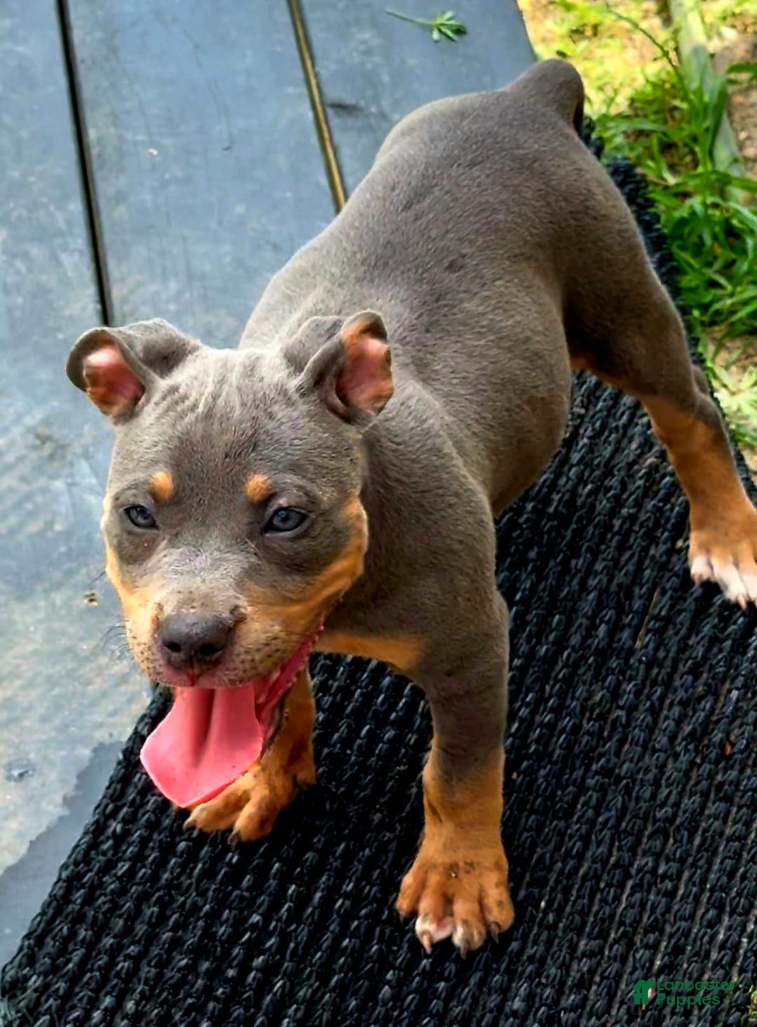 American Bully dogs for sale: "   Alicia Keyz" - Image 2