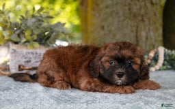 Shihpoo dogs for sale: Megan - Image 5