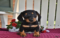 Miniature Dachshund dogs for sale: Mickey - Image 1