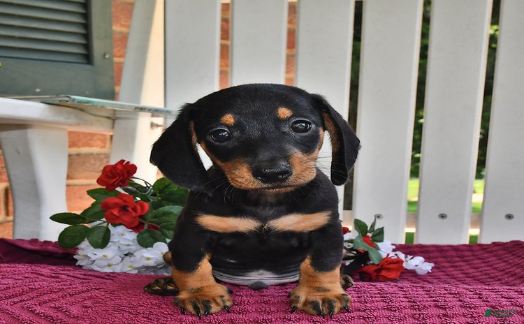 Miniature Dachshund dogs for sale - Ad 1