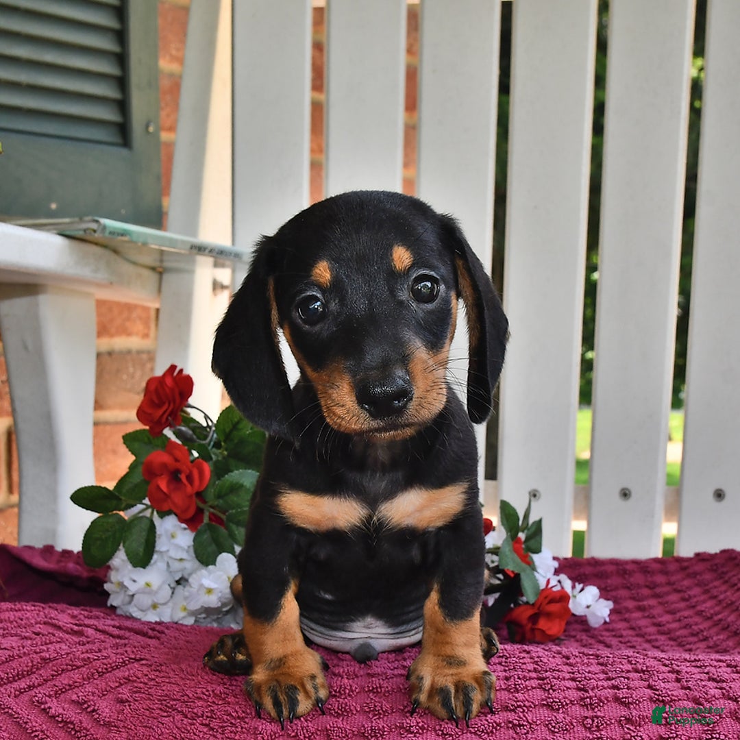 Miniature Dachshund dogs for sale: Mickey - Image 1