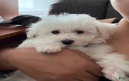 Bichon Frise dogs for sale: Leo - Image 4