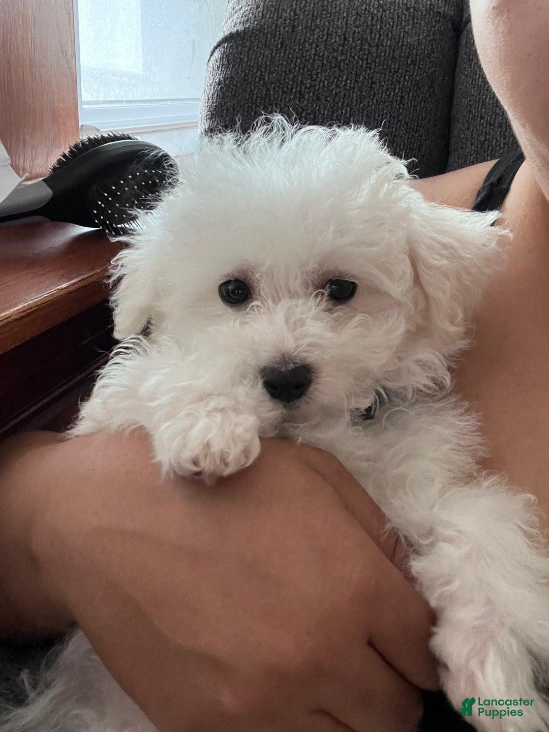 Bichon Frise dogs for sale: Leo - Image 4
