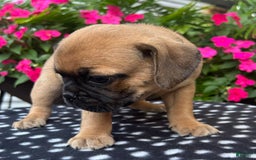 Puggle dogs for sale: Elmo - Image 4