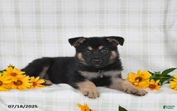 German Shepherd dogs for sale: Konner - Image 3