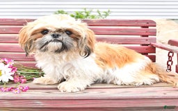 Shih Tzu dogs for sale: Charlotte - Image 13