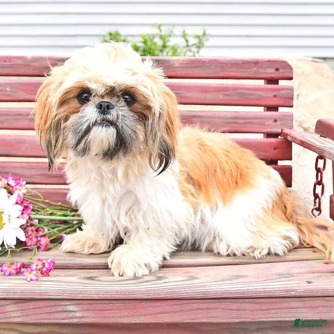 Shih Tzu dogs for sale: Charlotte - Image 13