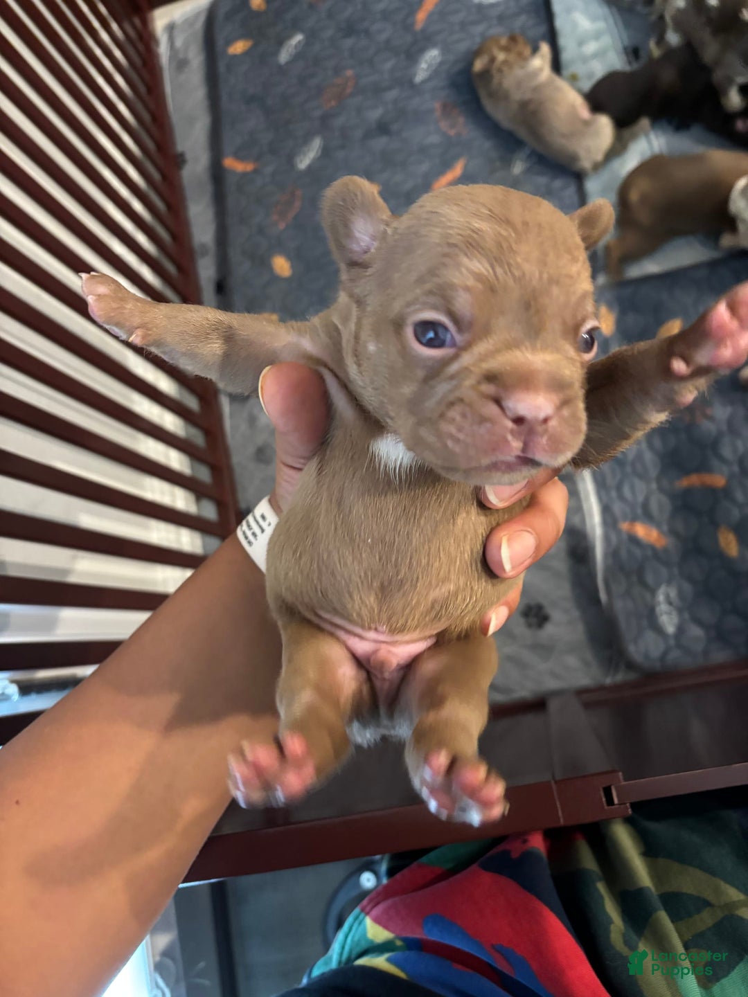 French Bulldog dogs for sale: Rajahie - Image 3