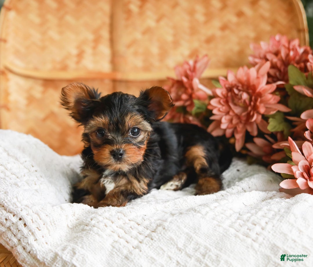Yorkshire Terrier dogs for sale: Champ Teacup - Image 7
