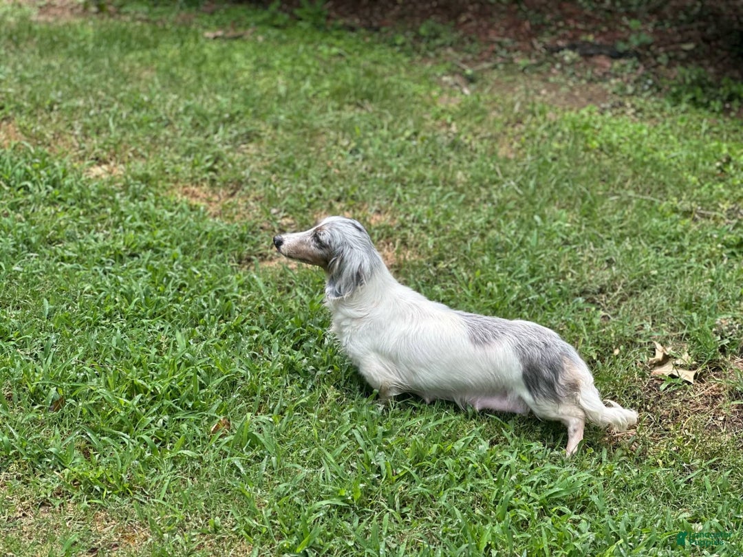 Miniature Dachshund dogs for sale: Rolo - Image 10