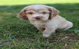 Cocker Spaniel dogs for sale: Sugar - Image 6
