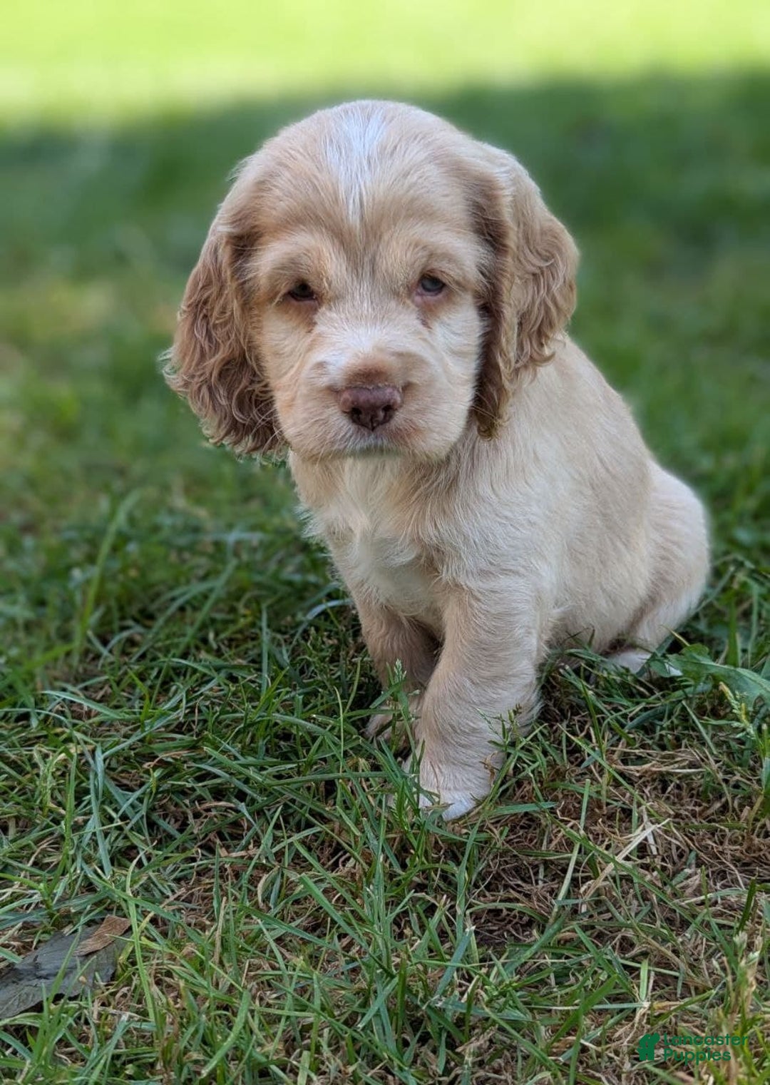 Cocker Spaniel dogs for sale: Sugar - Image 6