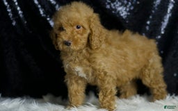 Mini Goldendoodle dogs for sale: Charger - Image 4