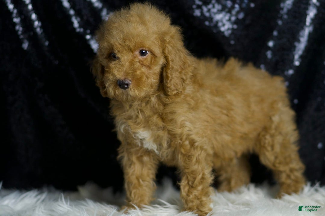 Mini Goldendoodle dogs for sale: Charger - Image 4