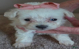 Maltipoo dogs for sale: Amara - Image 13